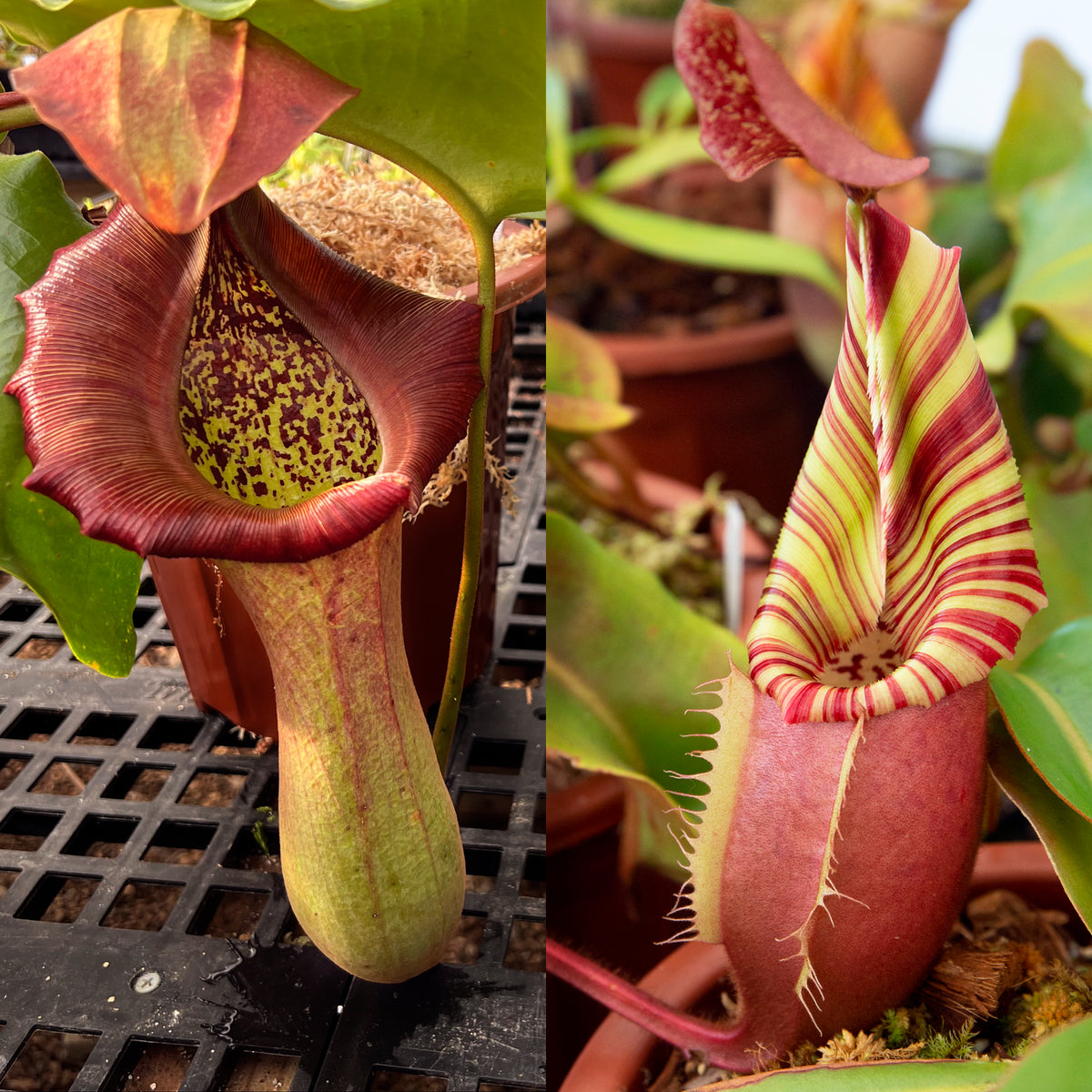 Nepenthes Truncata X Veitchii 'Red Tiger’- Redleaf Exotics – RedLeaf ...