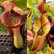 Load image into Gallery viewer, N. truncata (e) - red, rippled leaves x (veitchii x eymae) RE-0112