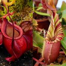 Load image into Gallery viewer, N. orbiculata x veitchii 'Red Tiger' RE-0152