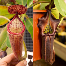 Load image into Gallery viewer, N. glandulifera x nebularum RE-0153