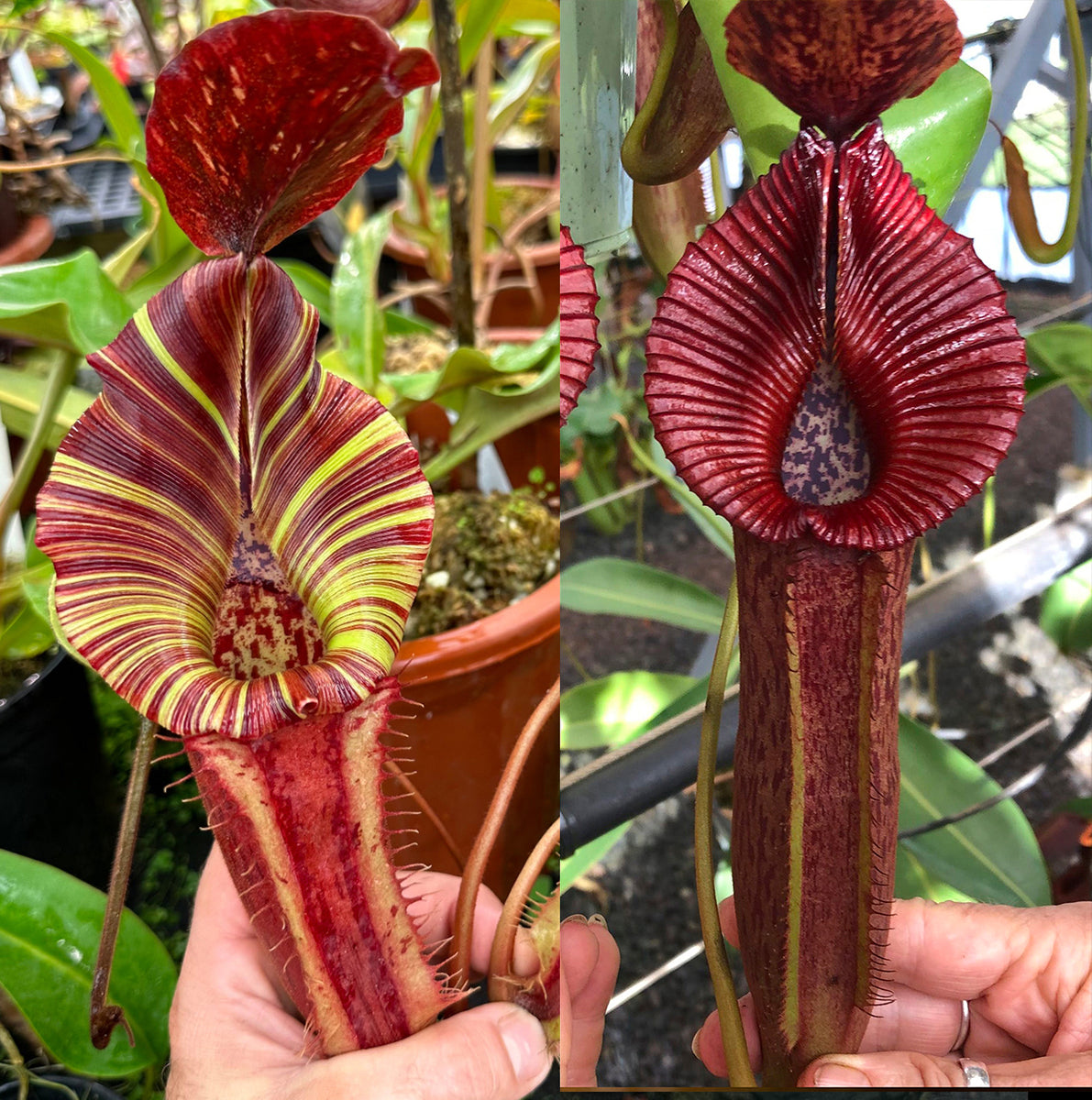 Nepenthes {[(lowii x veitchii) x boschiana] x [(veitchii x maxima