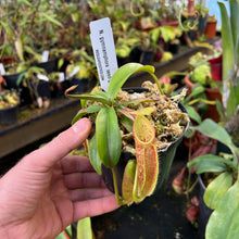 Load image into Gallery viewer, Nepenthes gymnamphora - Seed-grown
