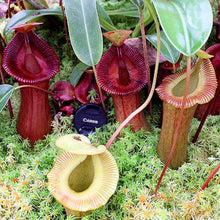 Load image into Gallery viewer, Nepenthes 'SABRE' (a) EP SELECT FEMALE!