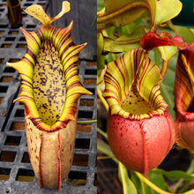 Load image into Gallery viewer, Nepenthes northiana x veitchii (m) - squat red, striped - Redleaf Exotics