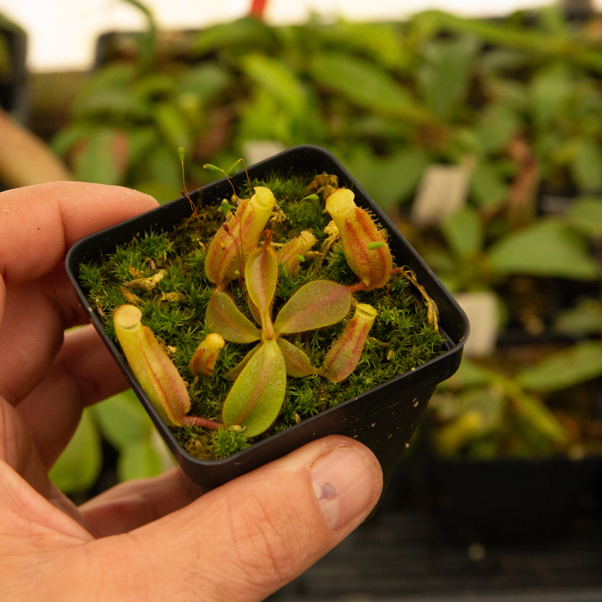 Nepenthes veitchii (B) - (Bario, striped CK x 'Candy Dreams