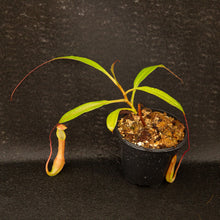 Load image into Gallery viewer, N. graciliflora (f) EP - Rooted Cutting