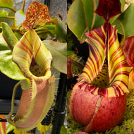 Nepenthes veitchii (B) - [(Murud x lowland)  x 'Candy Dreams'] RE-3488