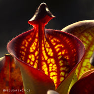 Heliamphora macdonaldae - Redleaf Exotics 