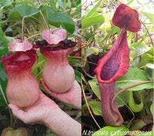 Load image into Gallery viewer, Nepenthes (ventricosa x sibuyanensis) - squat x (truncata x 'Trusmadiensis') - Redleaf Exotics