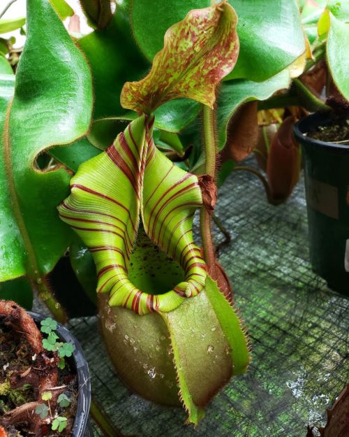 Mike Fallen: Growing Nepenthes Indoors