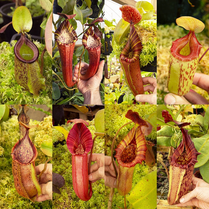 Nepenthes Photos: Guessing contest!