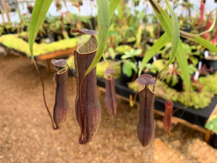 The Lowland Nepenthes Greenhouse.
