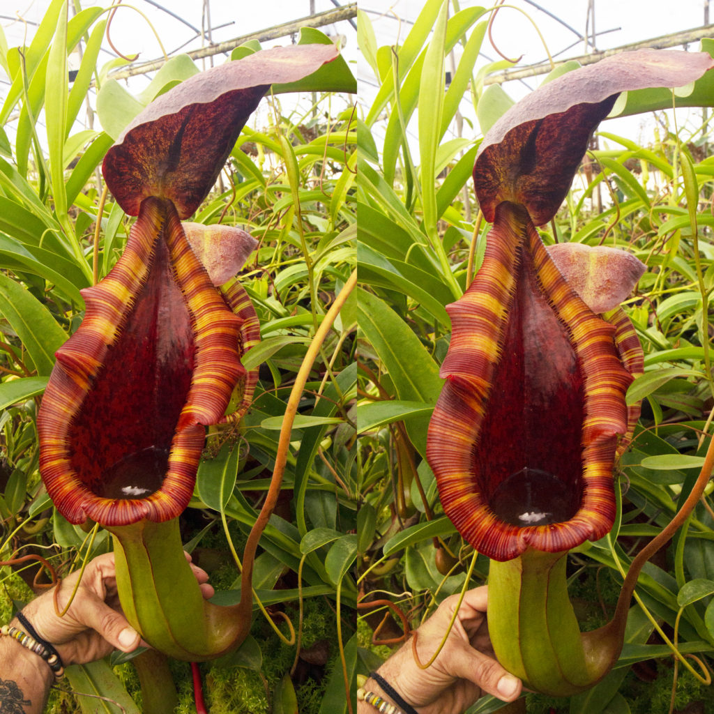 Exotica Plants Import November 2019 RedLeaf Exotics