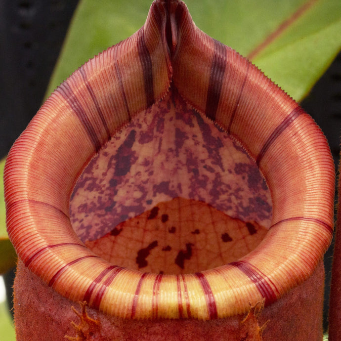 Nepenthes peristomes: August 2020