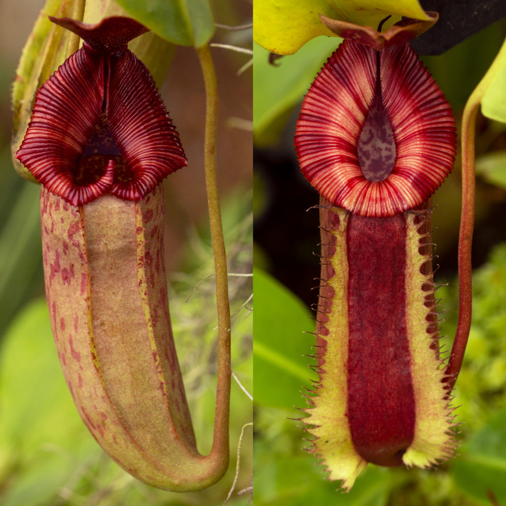 Nepenthes Hybrid Spotlight! – RedLeaf Exotics