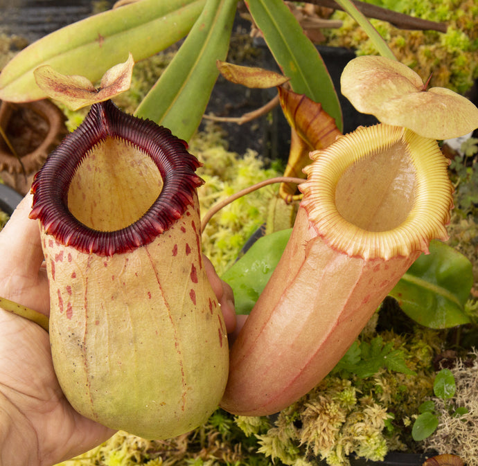 August Highland Nepenthes Greenhouse Tour