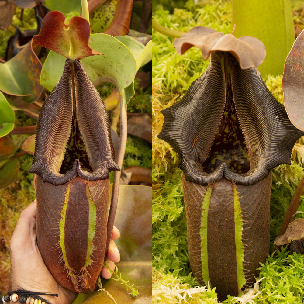 Nepenthes Nebularum – RedLeaf Exotics