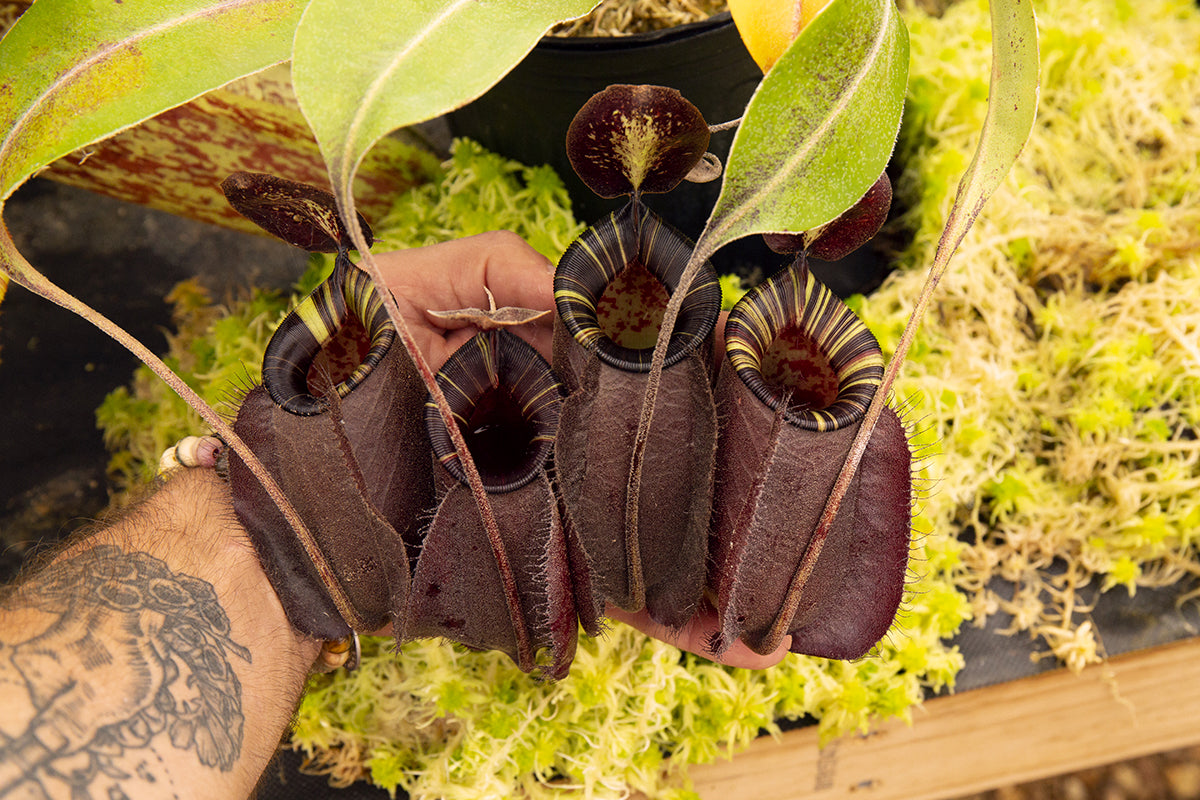 Nepenthes x Hookeriana – Black, Striped Video! – RedLeaf Exotics