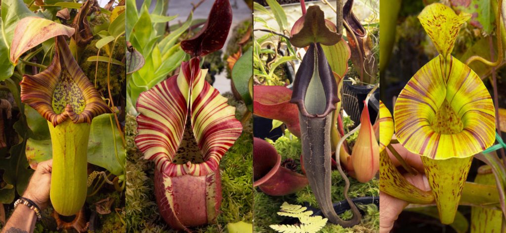 NEPENTHES SPECIES – RedLeaf Exotics