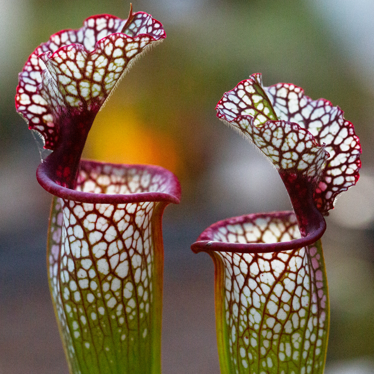 Sarracenia (North American Pitcher Plants) - Redleaf Exotics – RedLeaf ...