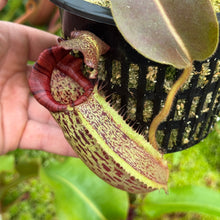 Load image into Gallery viewer, #20 N. minima x (eymae x veitchii) RE-0156
