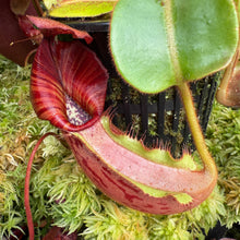 Load image into Gallery viewer, #9 N.  [(Rokko 'Exotica' x boschiana) x veitchii] (a) x veitchii ‘Red Tiger’ RE-0171
