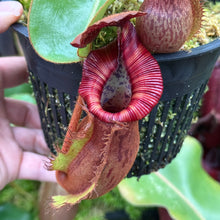 Load image into Gallery viewer, #37 N. {[Rokko x (zakriana x spectabilis)] x xTrusmadiensis} x veitchii ‘Candy Dreams’  RE-0186
