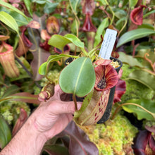 Load image into Gallery viewer, #55 N.  (Rokko 'Exotica' x boschiana) x veitchii (a)] x veitchii (m) #98 RE-0135
