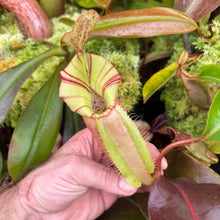 Load image into Gallery viewer, #36 N.  (Rokko 'Exotica' x boschiana) x veitchii (a)] x veitchii (m) #98 RE-0135
