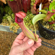 Load image into Gallery viewer, #5 N. {[(lowii x veitchii) x boschiana] x [(veitchii x maxima) x veitchii]} x {[(Rokko ‘Exotica’ x boschiana) x veitchii] x edwardsiana} RE-0137 multiple growths

