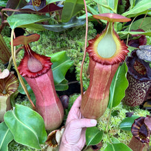 Load image into Gallery viewer, N. (ventricosa x sibuyanensis) – squat x edwardsiana - Rooted Cuttings
