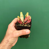 Sarracenia purpurea var. burkii - veinless