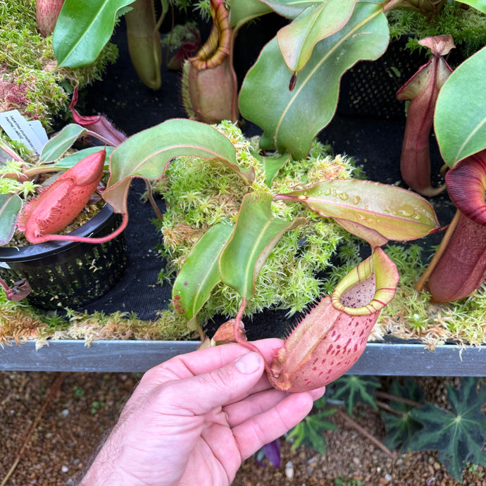 #2 N. [spectabilis x (northiana x veitchii)] x veitchii (m) #98 RE-0127