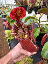 Load image into Gallery viewer, #56 N. northiana x {[(lowii x veitchii) x boschiana] x [(veitchii x maxima) x veitchii]}
