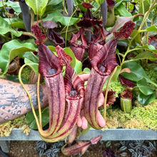 Load image into Gallery viewer, #23 N. [(lowii x veitchii) x boschiana] x mollis EP
