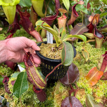 Load image into Gallery viewer, #21 N. minima x (eymae x veitchii) RE-0156
