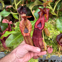 Load image into Gallery viewer, #33 N.  ([(Rokko ‘Exotica’ x boschiana)x veitchii] (a) x {maxima x [(stenophylla x lowii) x (Rokko x veitchii)]}) X {[(Rokko ‘Exotica’ x boschiana) x veitchii] (a) x edwardsiana}  RE-0154
