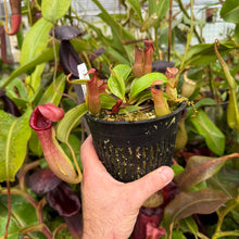 Load image into Gallery viewer, #5 N. {[(lowii x veitchii) x boschiana] x [(veitchii x maxima) x veitchii]} x {[(Rokko ‘Exotica’ x boschiana) x veitchii] x edwardsiana} RE-0137 multiple growths
