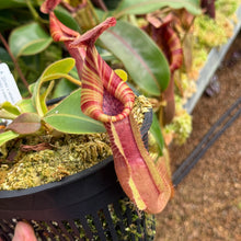 Load image into Gallery viewer, #15 N. {[(lowii x veitchii) x boschiana] x  [(veitchii x maxima) x veitchii]} (a) x veitchii ‘Red Tiger' RE-0106
