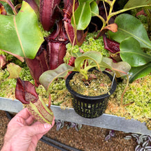 Load image into Gallery viewer, #23 N. minima x (eymae x veitchii) RE-0156
