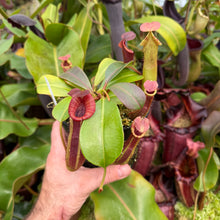 Load image into Gallery viewer, #31 N. {[(lowii x veitchii) x boschiana] x [(veitchii x maxima) x veitchii]} x {[(Rokko ‘Exotica’ x boschiana) x veitchii] x edwardsiana} RE-0137 multiple growths
