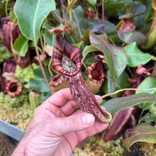 Load image into Gallery viewer, #18 N. [spectabilis x (northiana x veitchii)] x (spectabilis x veitchii) RE-0016
