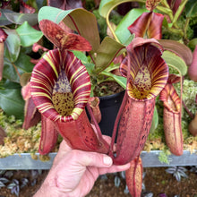 Load image into Gallery viewer, #56 N. northiana x {[(lowii x veitchii) x boschiana] x [(veitchii x maxima) x veitchii]}
