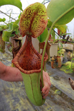 Load image into Gallery viewer, Nepenthes truncata x ephippiata (b) -  Redleaf Exotics
