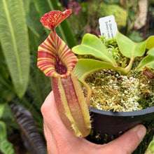 Load image into Gallery viewer, #14 N. {[(lowii x veitchii) x boschiana] x  [(veitchii x maxima) x veitchii]} (a) x veitchii ‘Red Tiger' RE-0106
