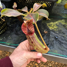 Load image into Gallery viewer, #1 N. [(Rokko ‘Exotica’ x boschiana) x veitchii] (a) x mollis medium
