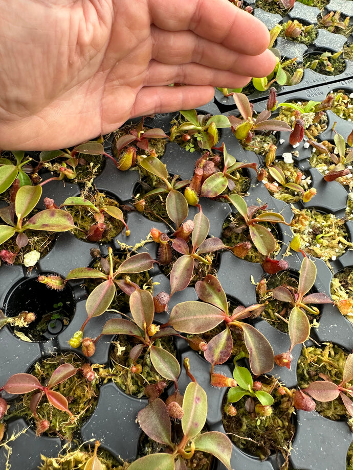 N. palawanensis x truncata- squat  RE-0165