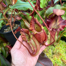 Load image into Gallery viewer, #44 N. (Viking x northiana) x veitchii 'Candy Dreams' RE-0068
