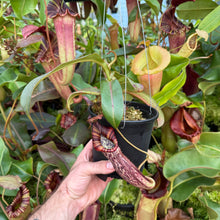 Load image into Gallery viewer, #18 N. [spectabilis x (northiana x veitchii)] x (spectabilis x veitchii) RE-0016
