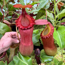 Load image into Gallery viewer, N. (ventricosa x sibuyanensis) – squat x edwardsiana - Rooted Cuttings
